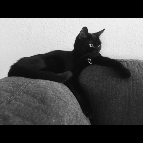 Meet your Posher, Athena - Picture 5 of 8